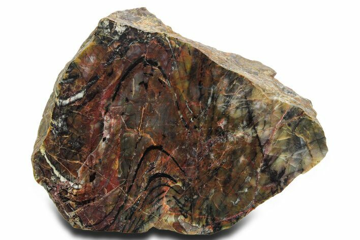 Polished Cambrian Stromatolite Fossil - Czech Republic #363062